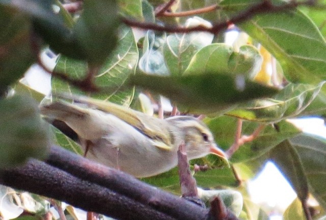 Western Crowned Warbler - ML122972171