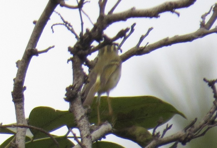 Lemon-rumped Warbler - ML122972211
