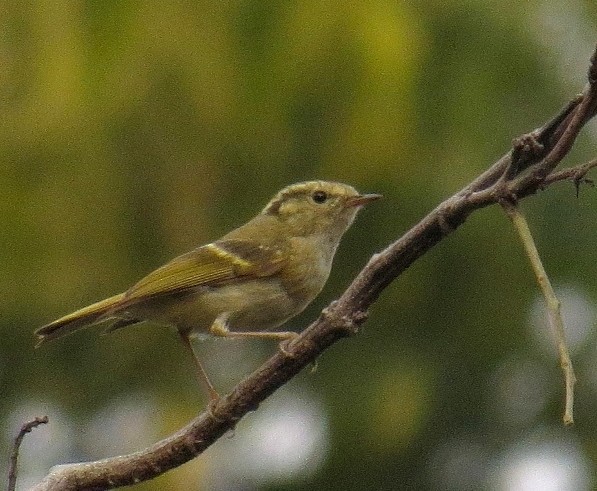 Lemon-rumped Warbler - ML122972221