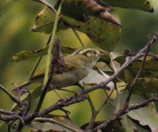 Lemon-rumped Warbler - ML122972231