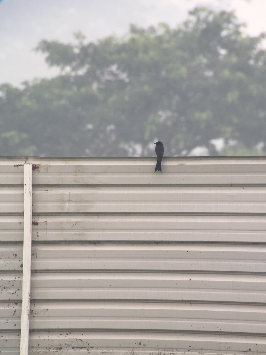 Black Drongo - ML122972411