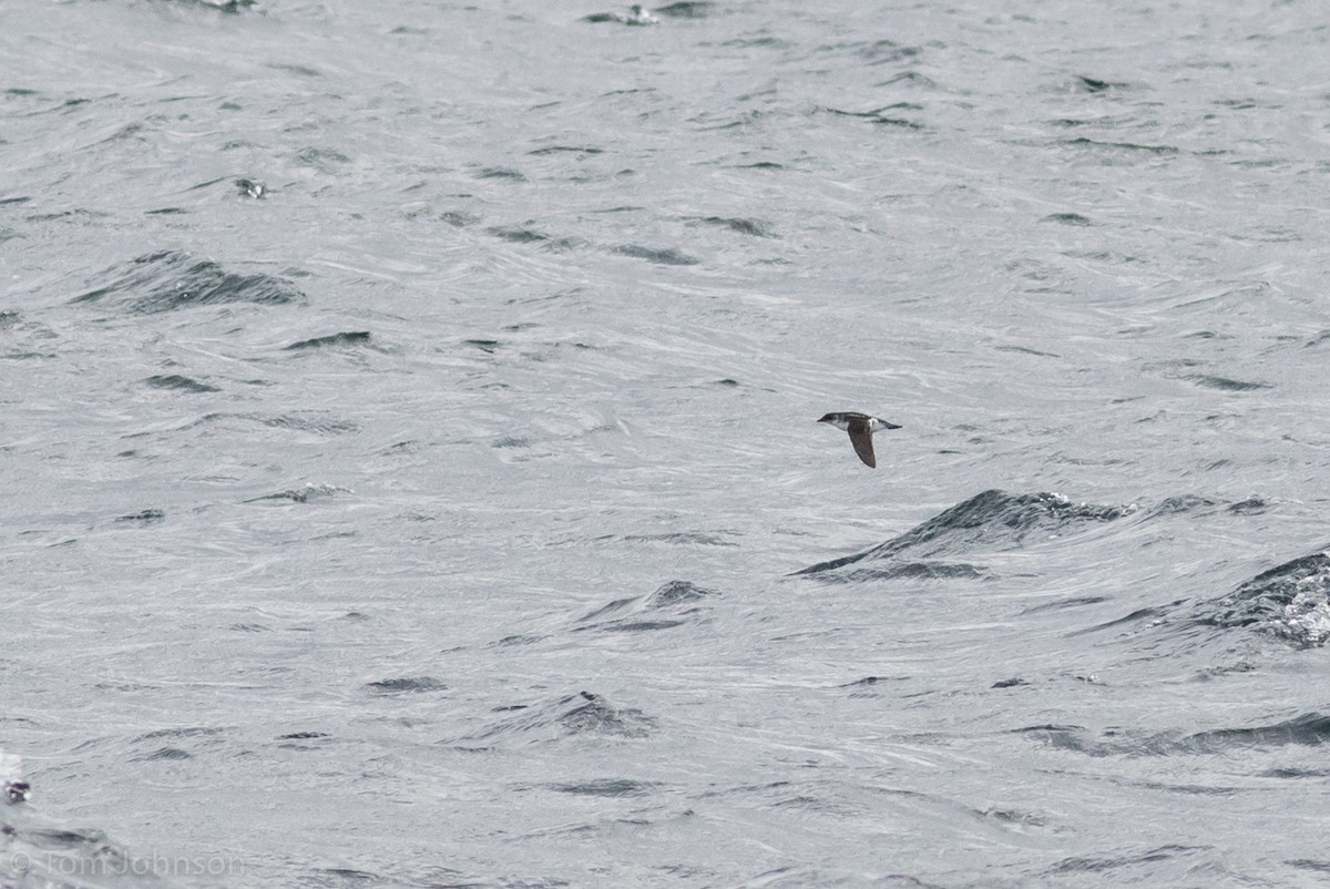 Magellanic Diving-Petrel - ML122973041