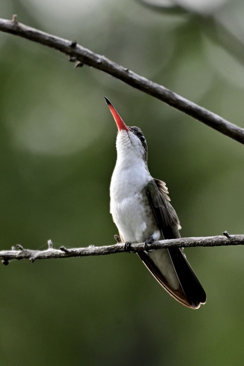 Green-fronted Hummingbird - Luis Guillermo
