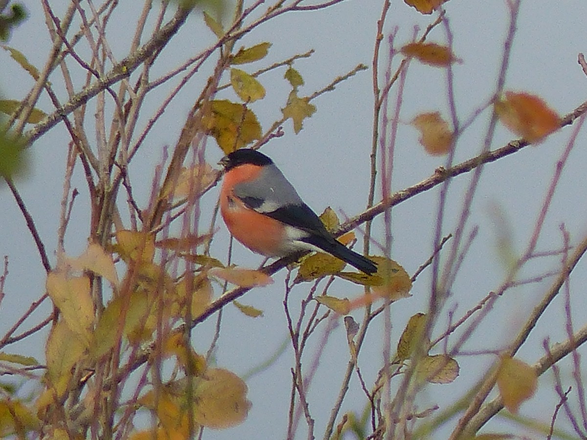 Eurasian Bullfinch - ML122973381