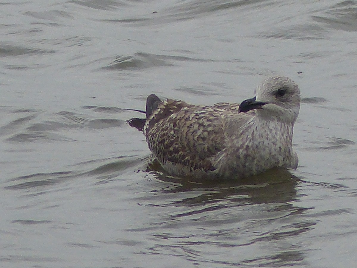 Gaviota del Caspio/Patiamarilla/Argéntea - ML122973411