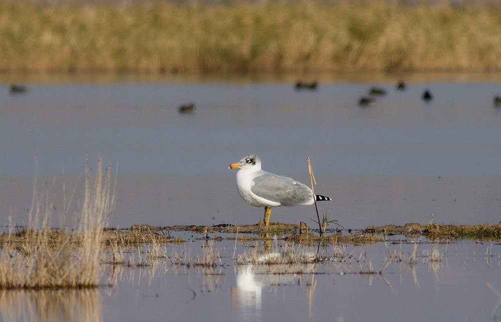 Pallas's Gull - ML122973611