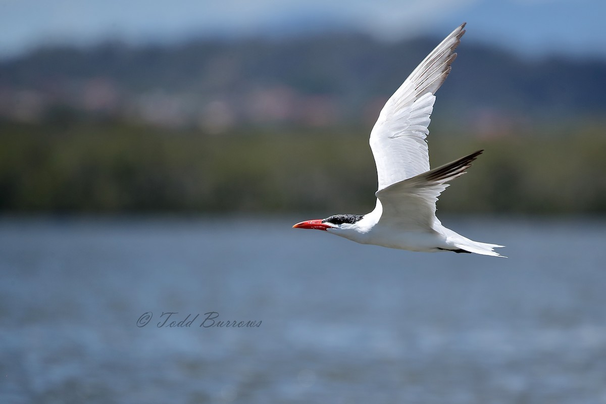 Caspian Tern - ML122974061