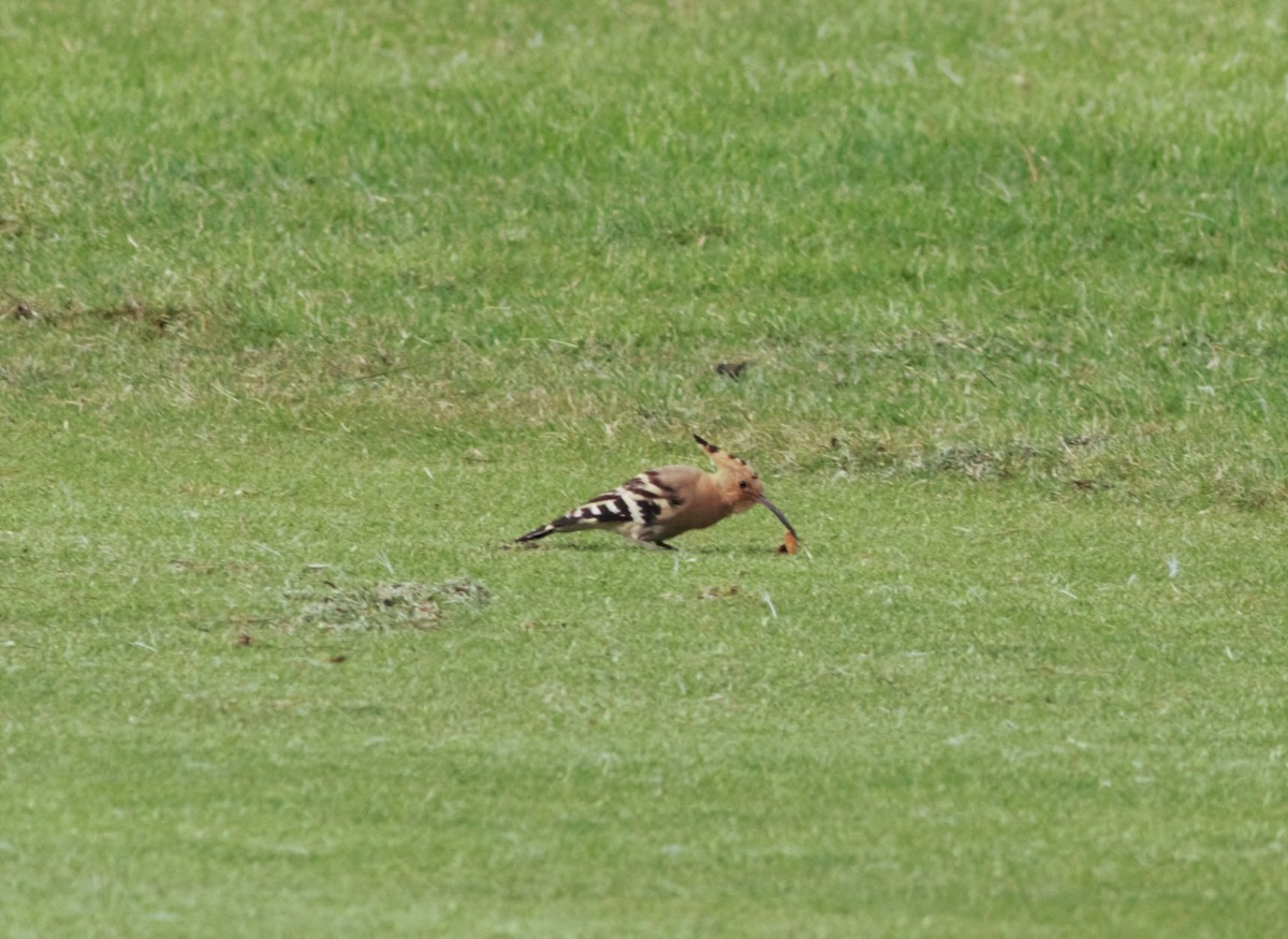 Eurasian Hoopoe - ML122974161