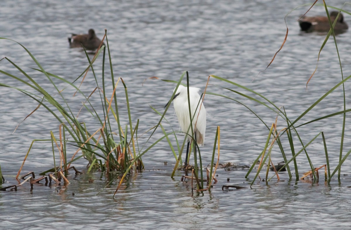 Little Egret - ML122974781