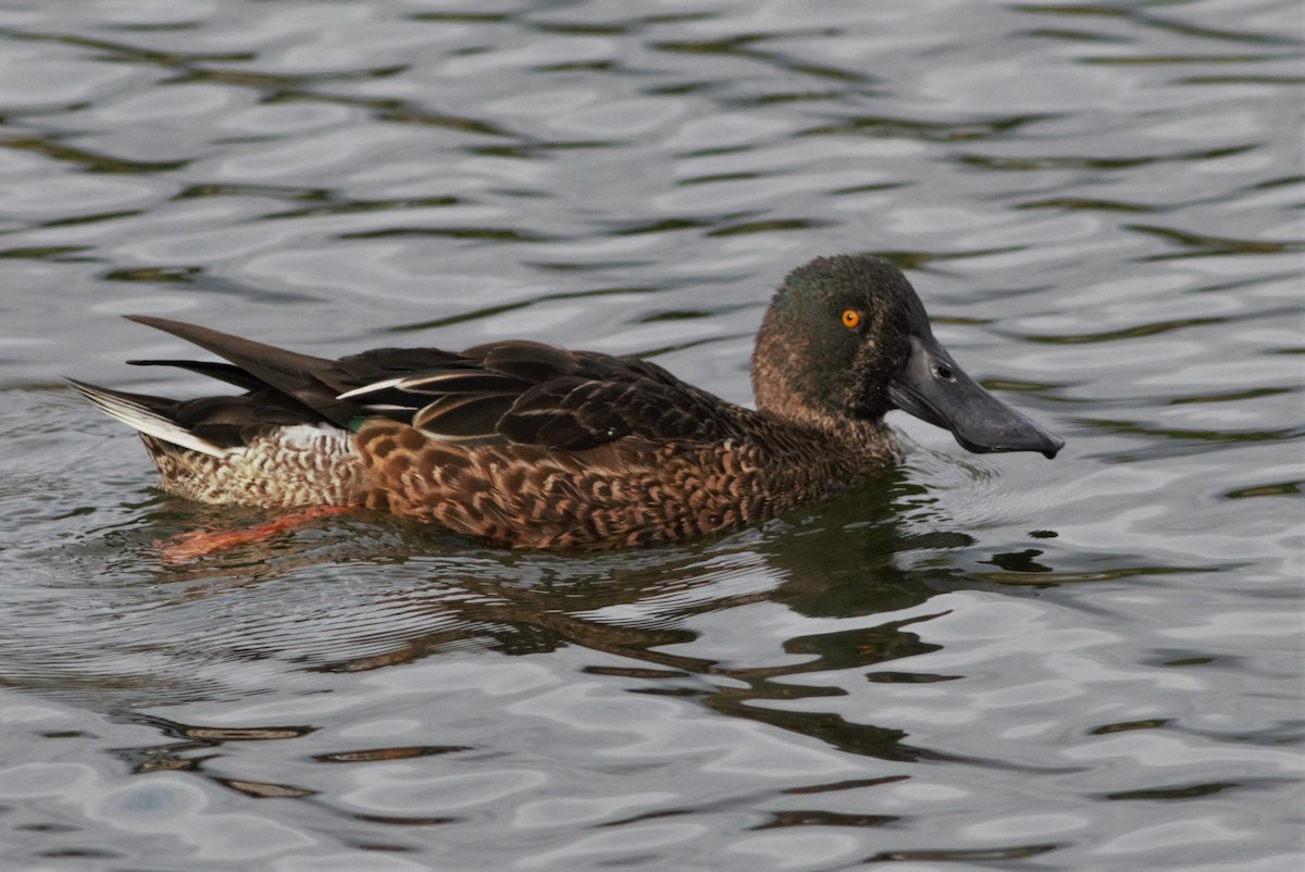 Northern Shoveler - ML122975021