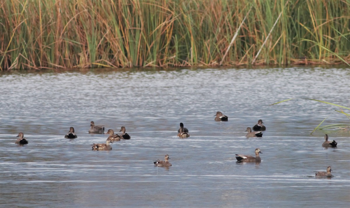 Gadwall - ML122975071