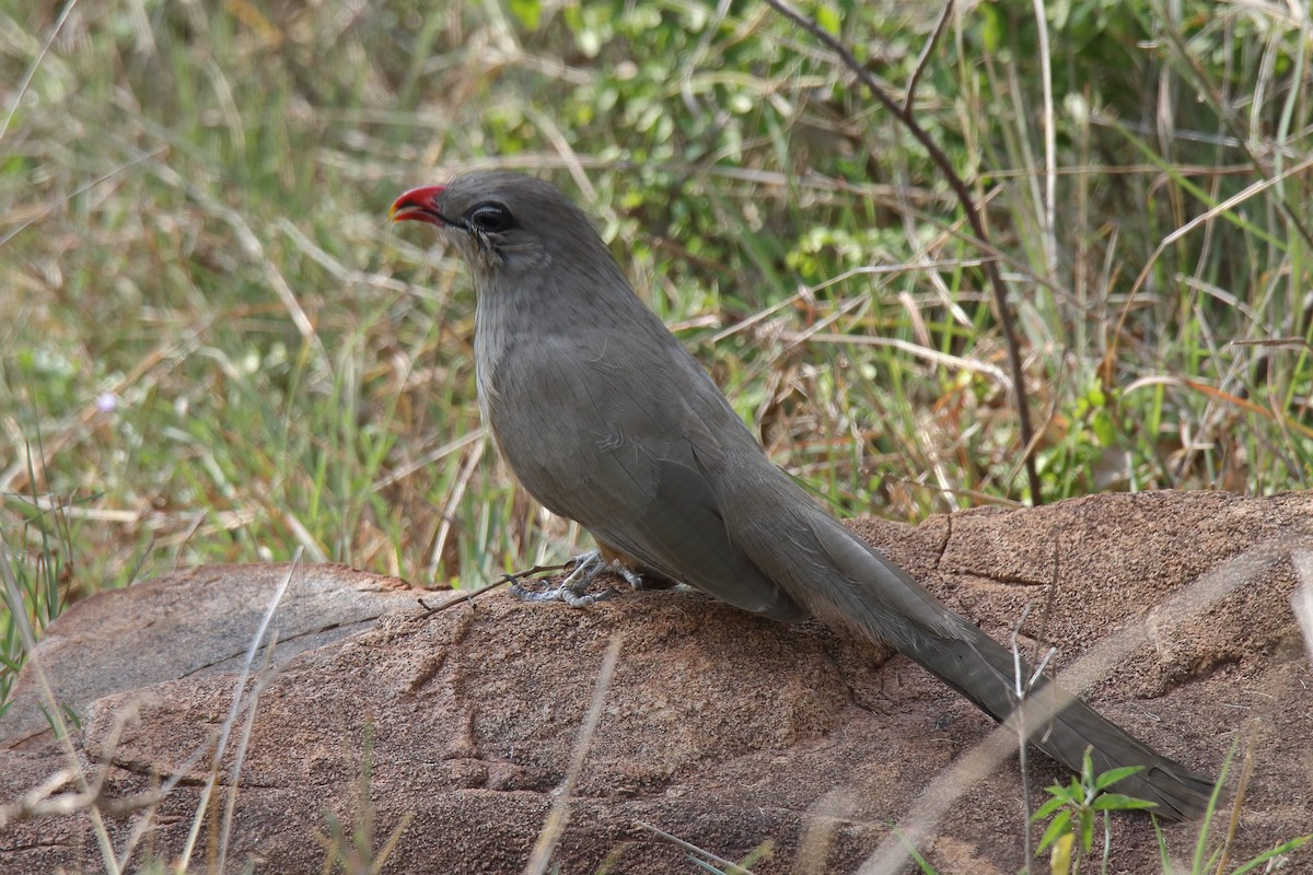 Sirkeer Malkoha - ML122975661