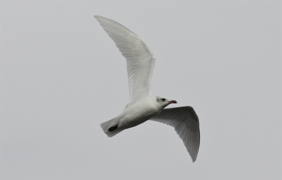 Gaviota Cabecinegra - ML122975921