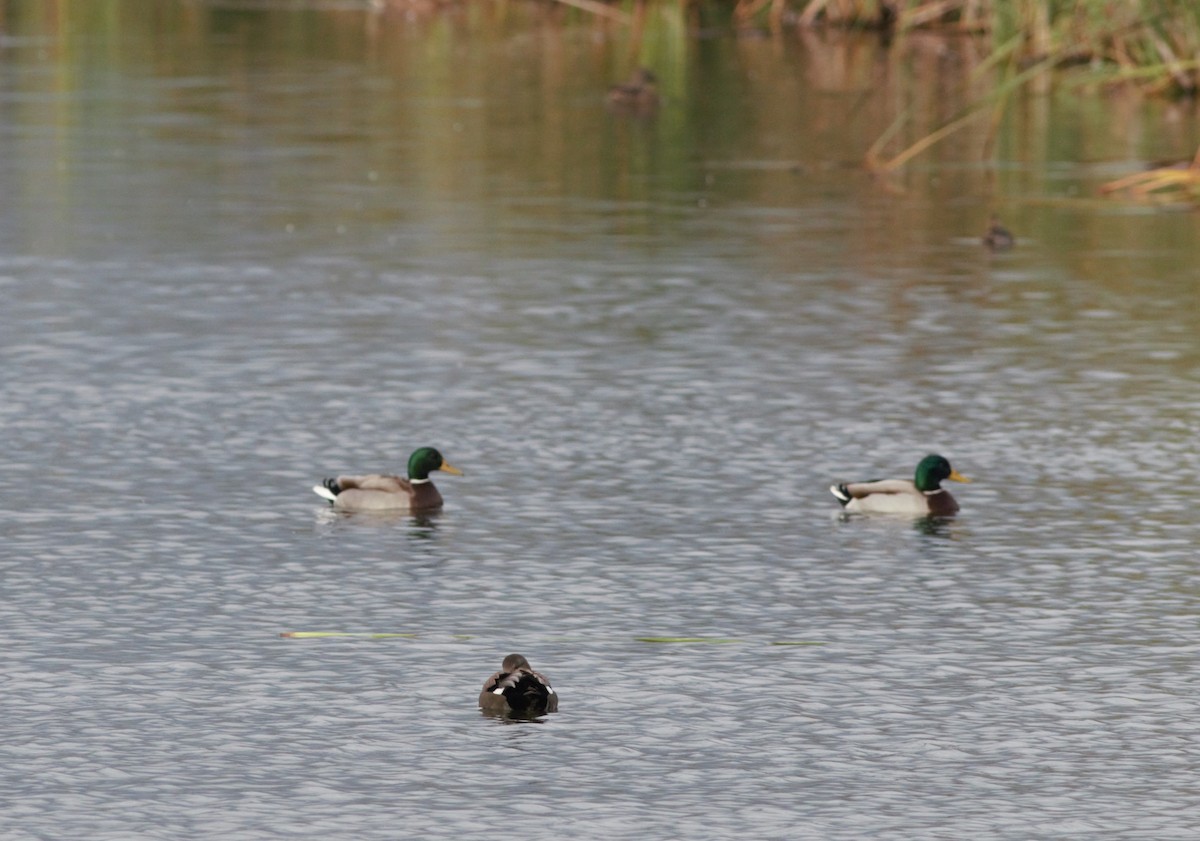 Canard colvert - ML122975951