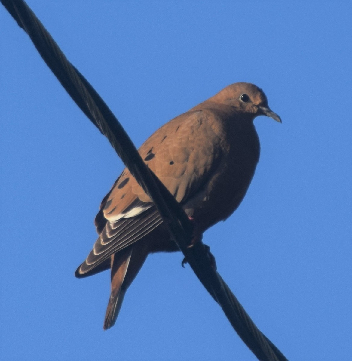 Zenaida Dove - Luis Munoz