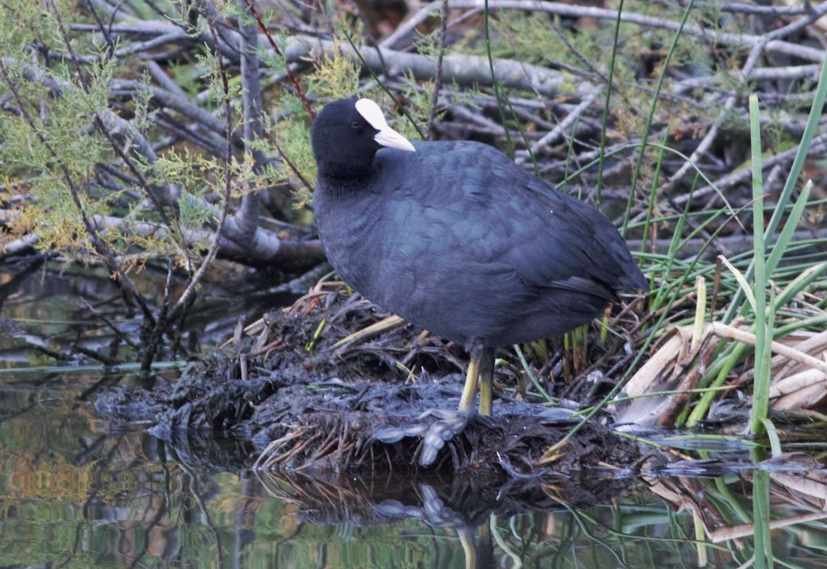 Eurasian Coot - ML122977031