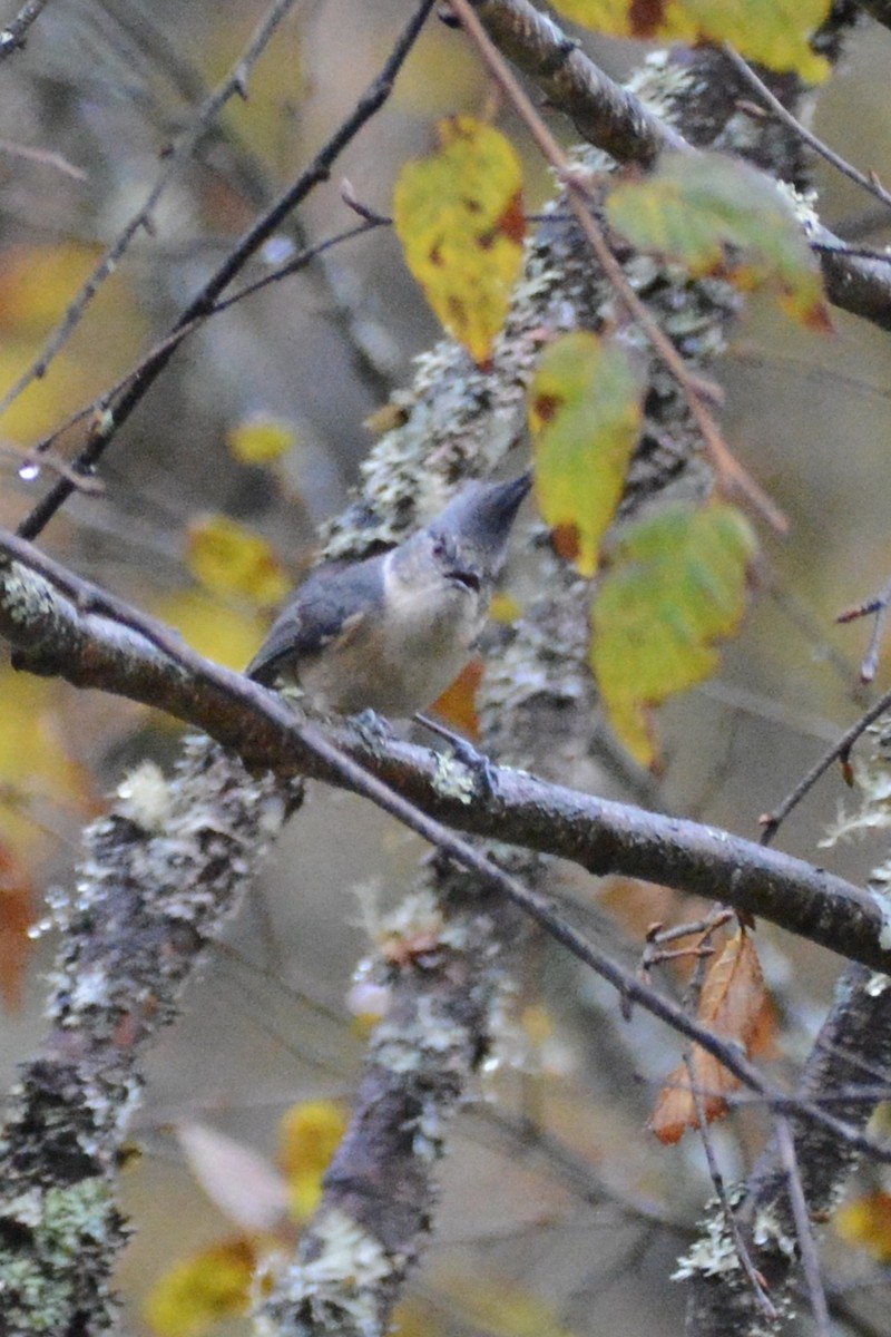 Gray-crested Tit - ML122977461