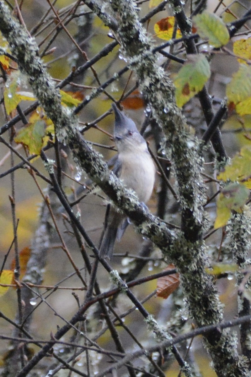 Gray-crested Tit - ML122977471