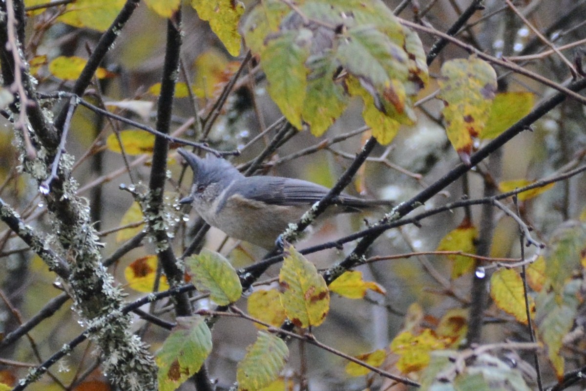 Gray-crested Tit - ML122977481
