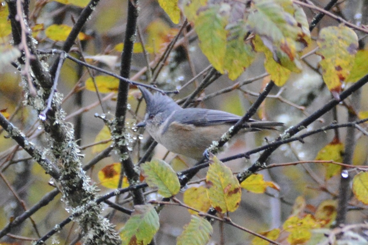 Gray-crested Tit - ML122977491