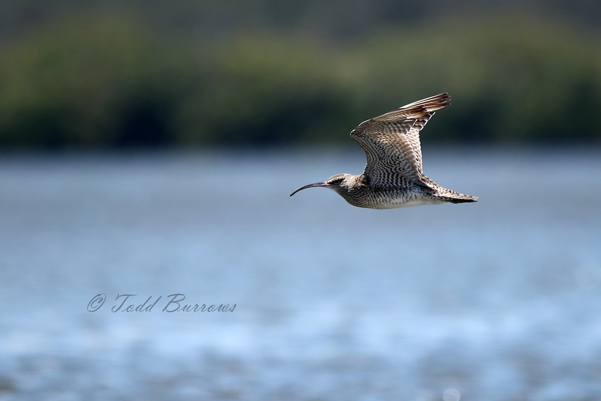 Whimbrel - Todd Burrows