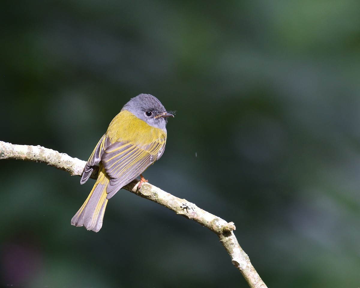 Gray-headed Canary-Flycatcher - ML122979511