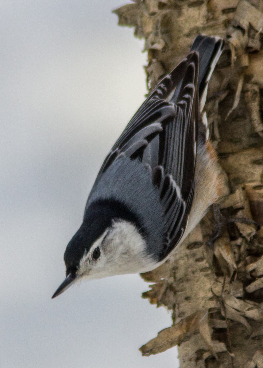 White-breasted Nuthatch - Marc Boisvert