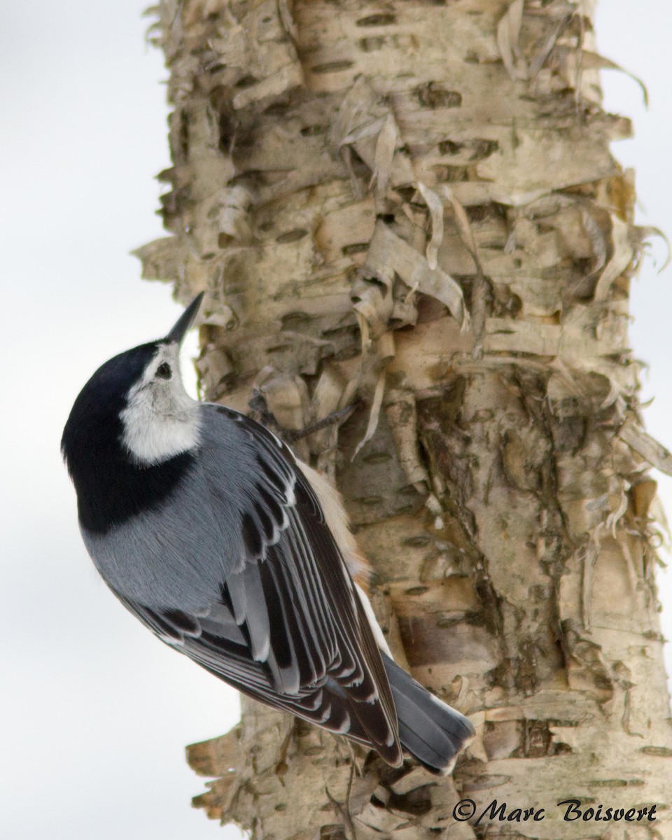 White-breasted Nuthatch - Marc Boisvert