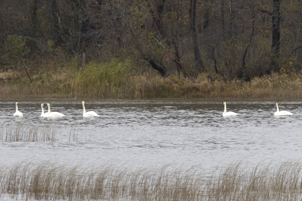 Trumpeter Swan - ML122979911