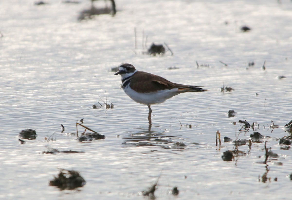 Killdeer - ML122983511