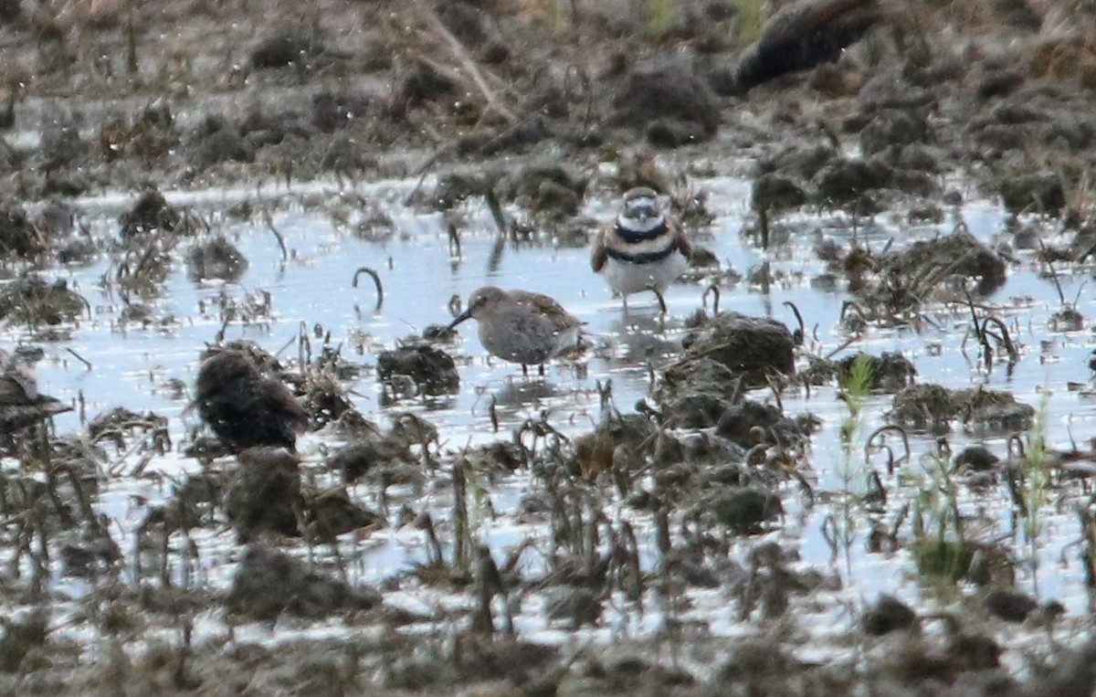 Dunlin - ML122983541