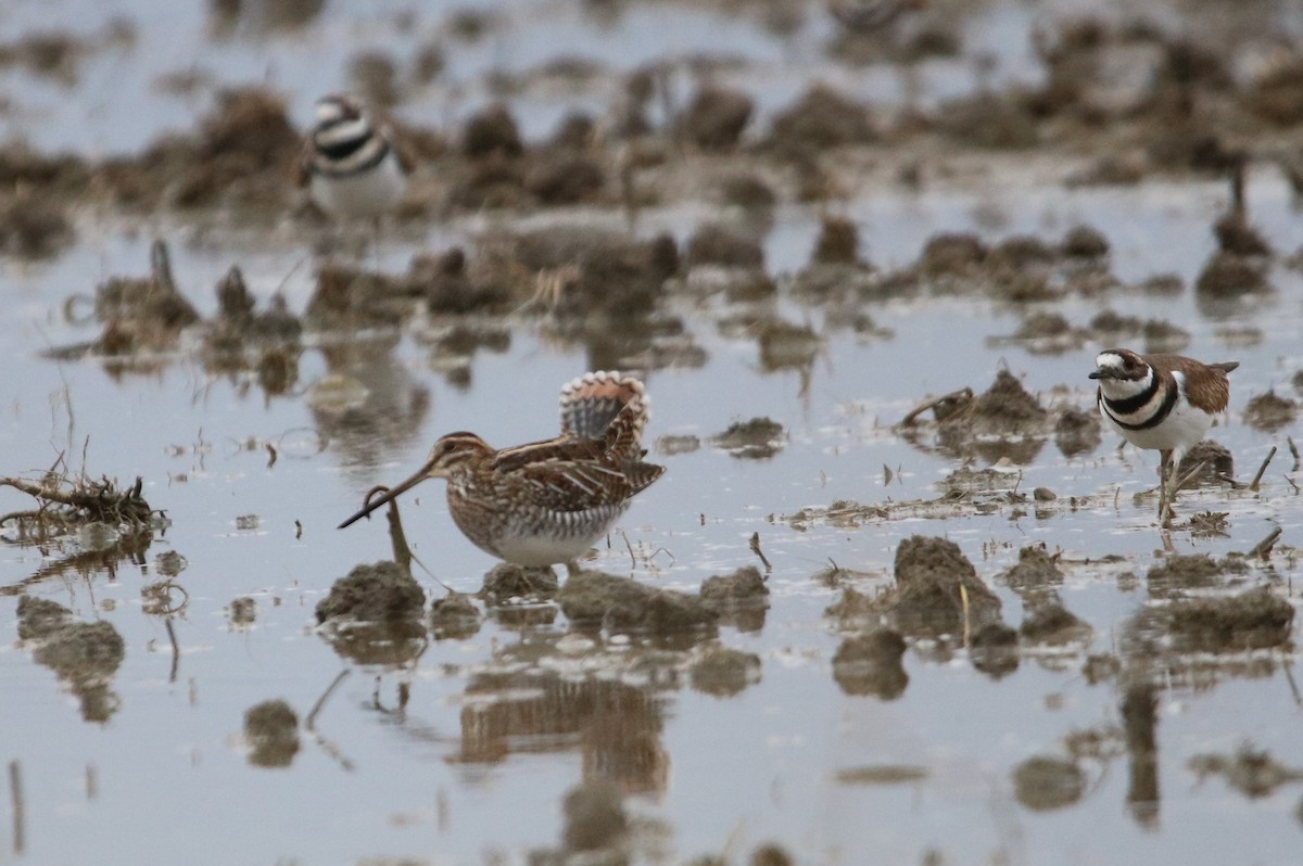 Wilson's Snipe - ML122983621