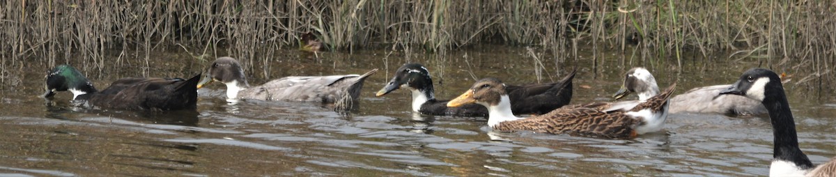 Mallard (Domestic type) - ML122984241