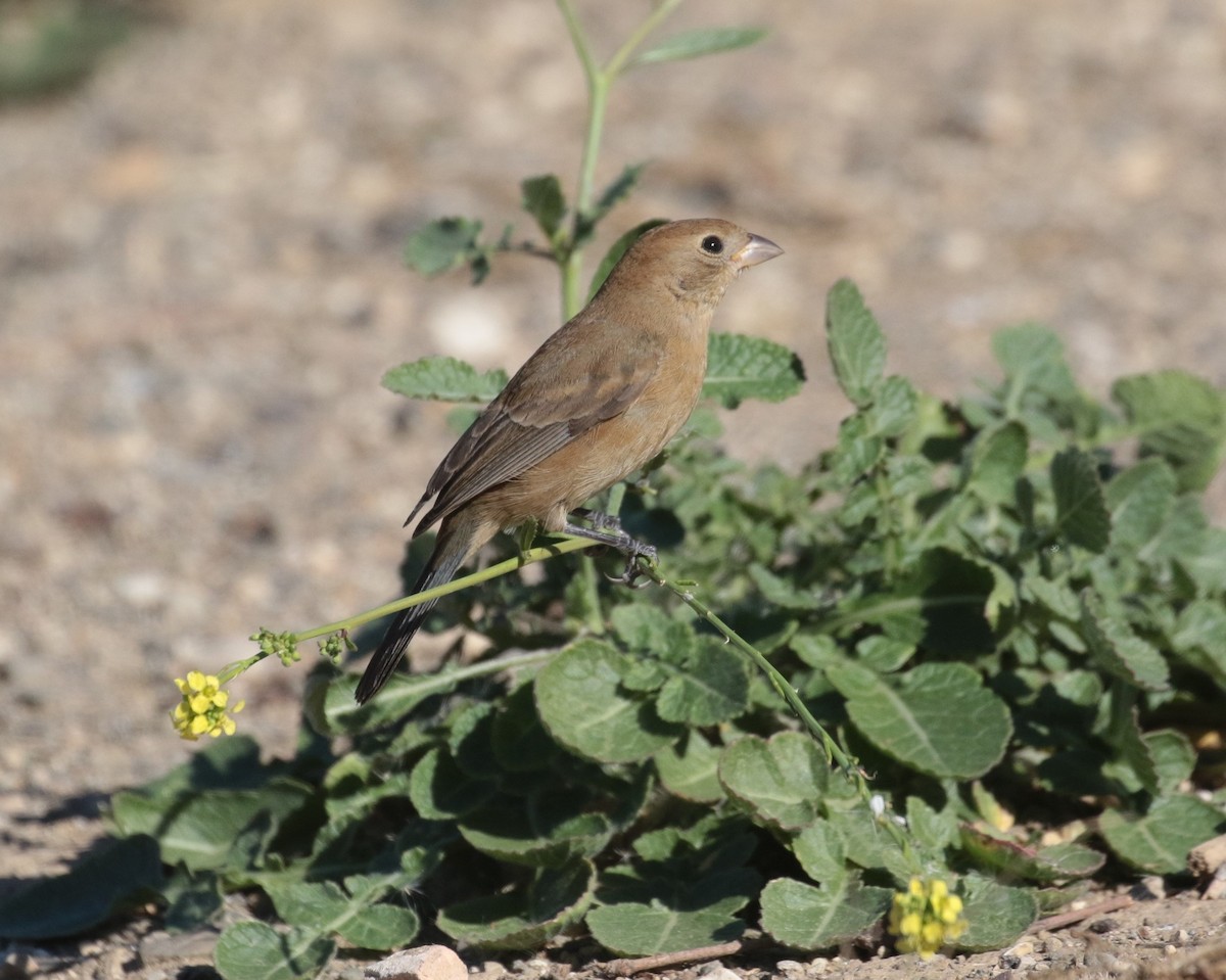 Varied Bunting - ML122985481