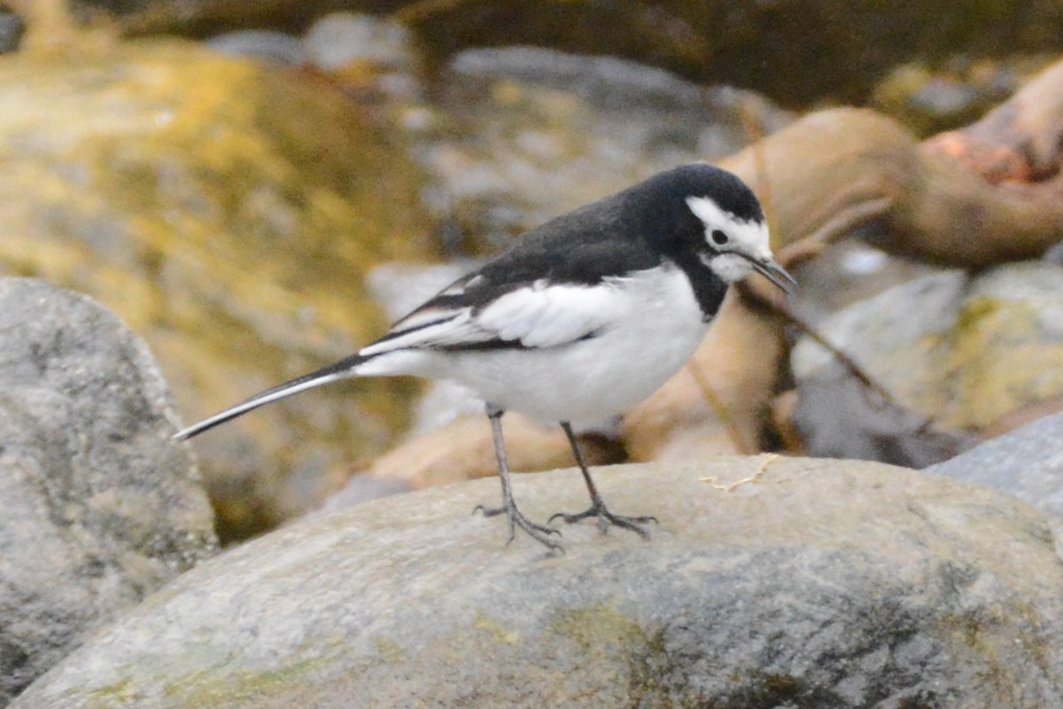 White Wagtail (Hodgson's) - ML122986371