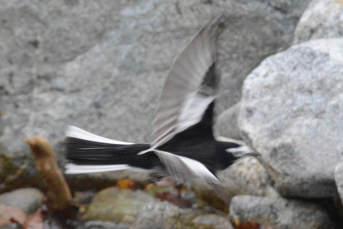 White Wagtail (Hodgson's) - ML122986391