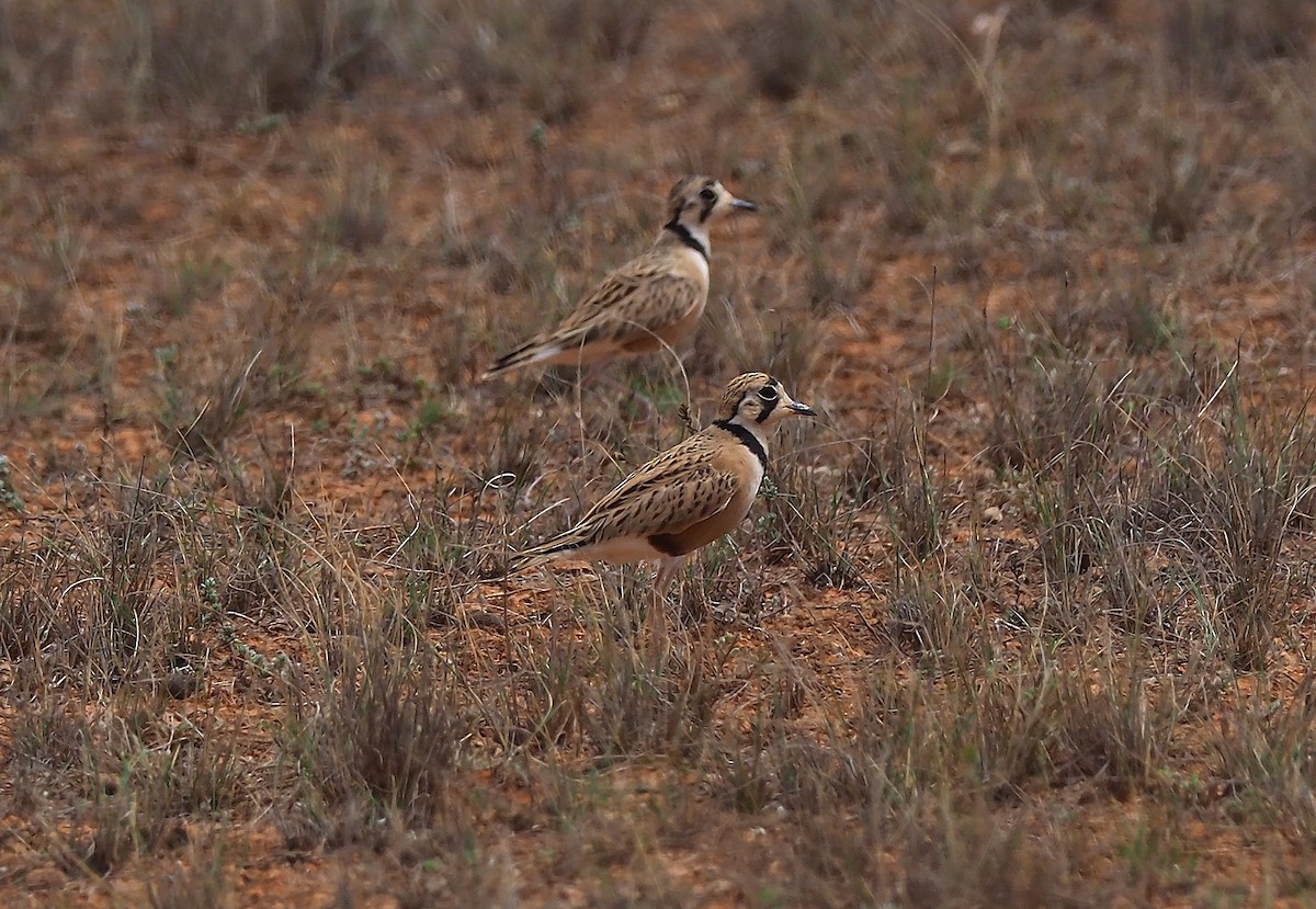 Inland Dotterel - ML122986711