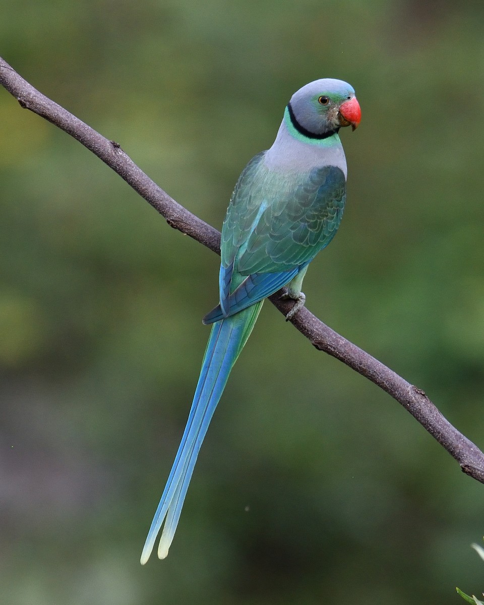 Malabar Parakeet - ML122987601