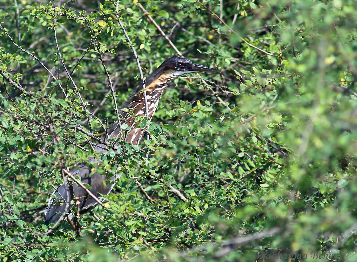 Black Bittern - ML122987771