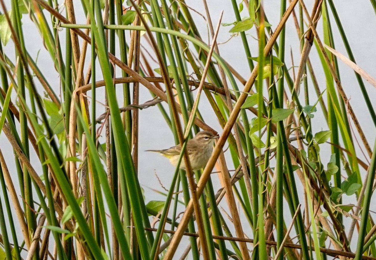 Palm Warbler - Doreen LePage