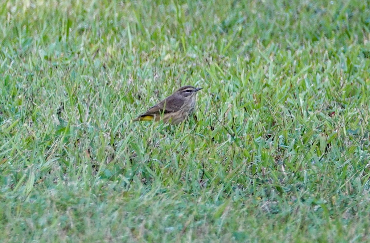 Palm Warbler - ML122987961