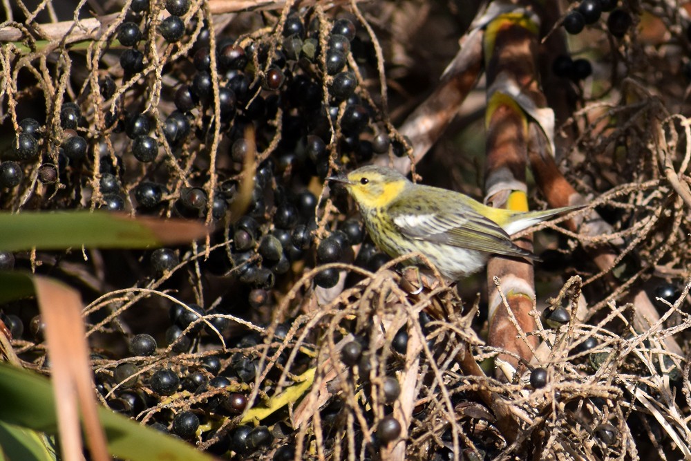 Cape May Warbler - ML122988051