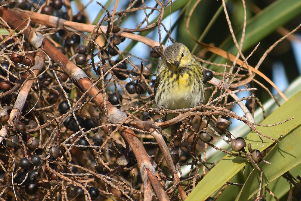 Cape May Warbler - ML122988061