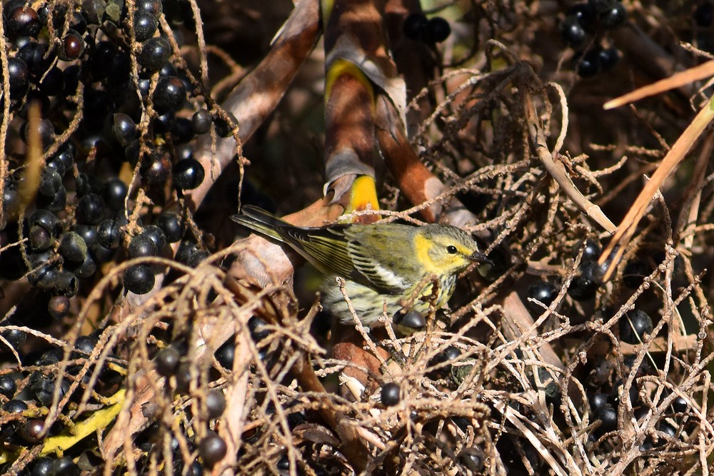 Cape May Warbler - ML122988071