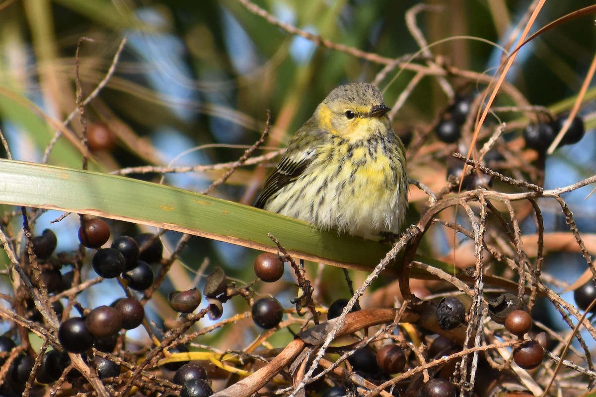 Cape May Warbler - ML122988081