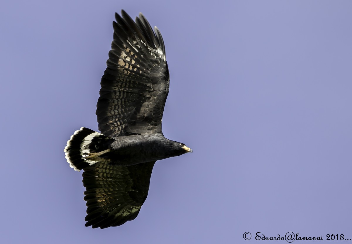 Common Black Hawk - ML122988101