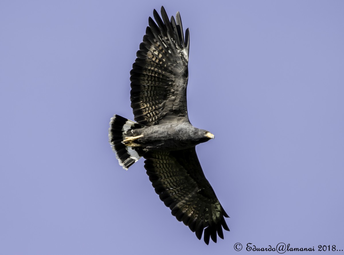 Common Black Hawk - ML122988111