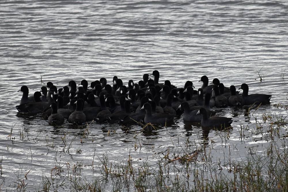 American Coot - ML122988161