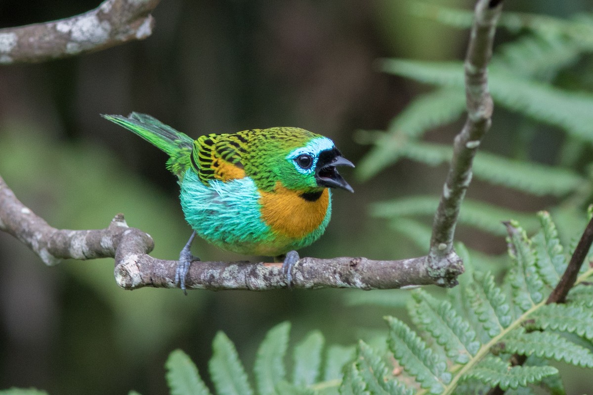 Brassy-breasted Tanager - ML122988951