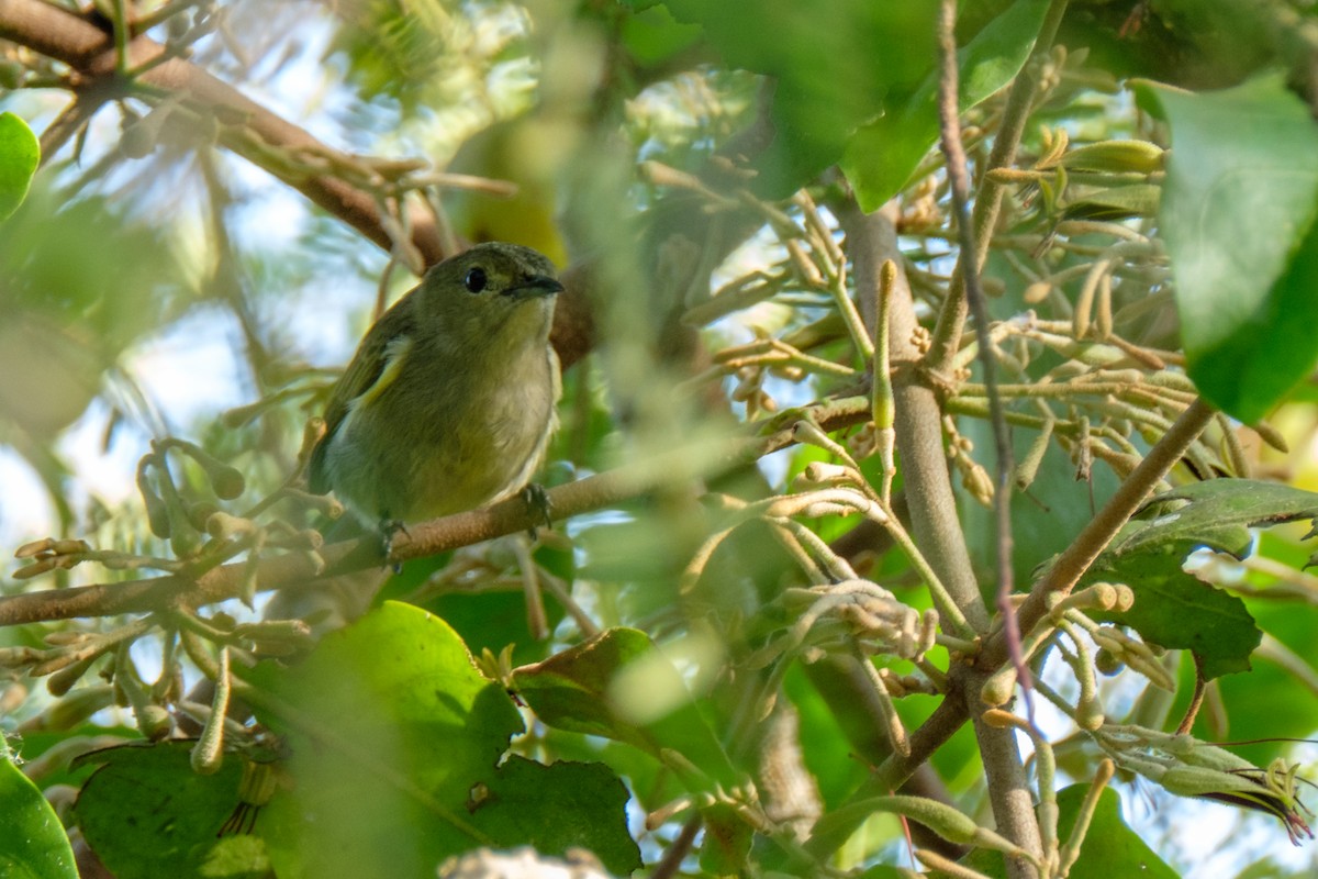 Plain Flowerpecker - ML122989071